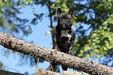 BOULEDOGUE FRANCAIS 560